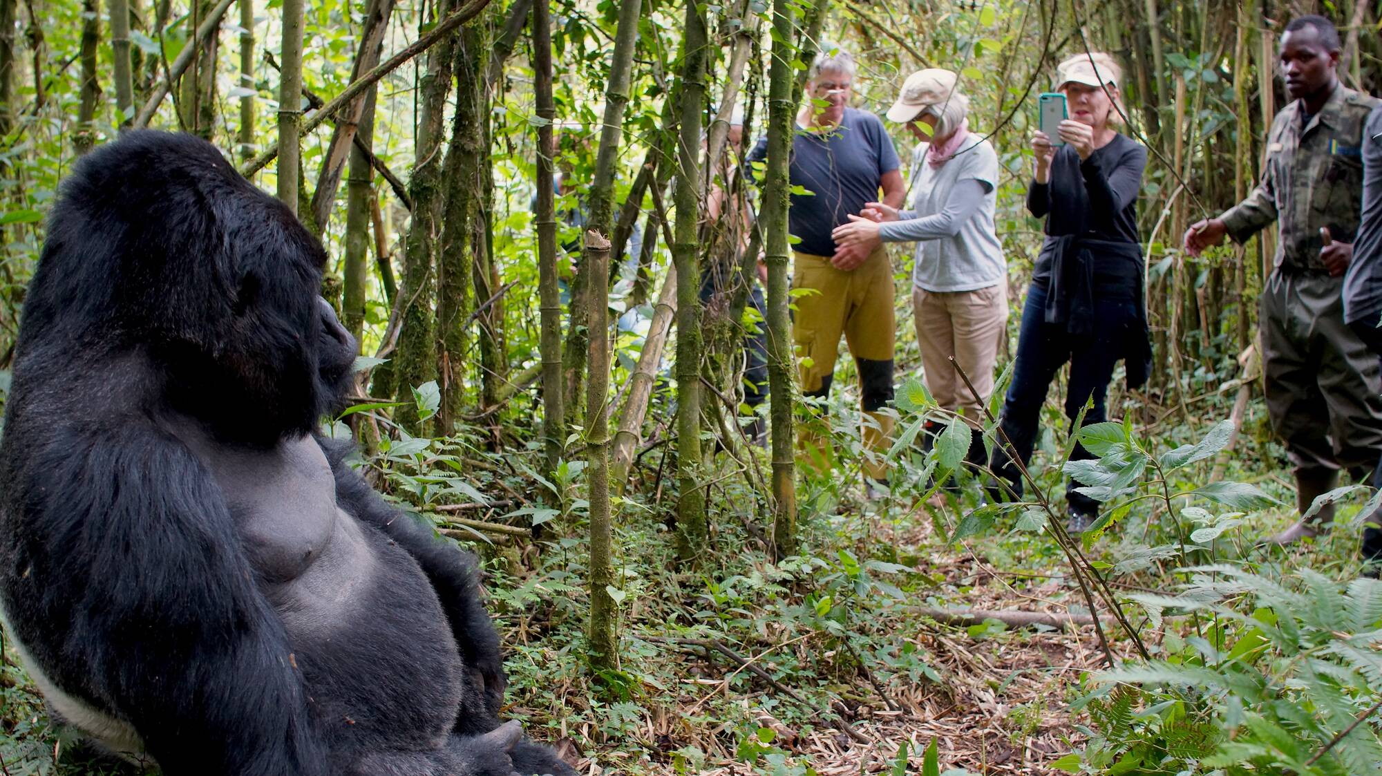 Guide To Gorilla Trekking In Rwanda Rwanda Parks