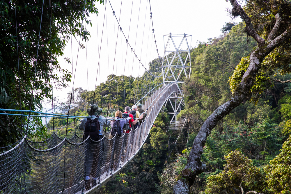 Canopy Walk In Nyungwe Forest National Park Cost Guide