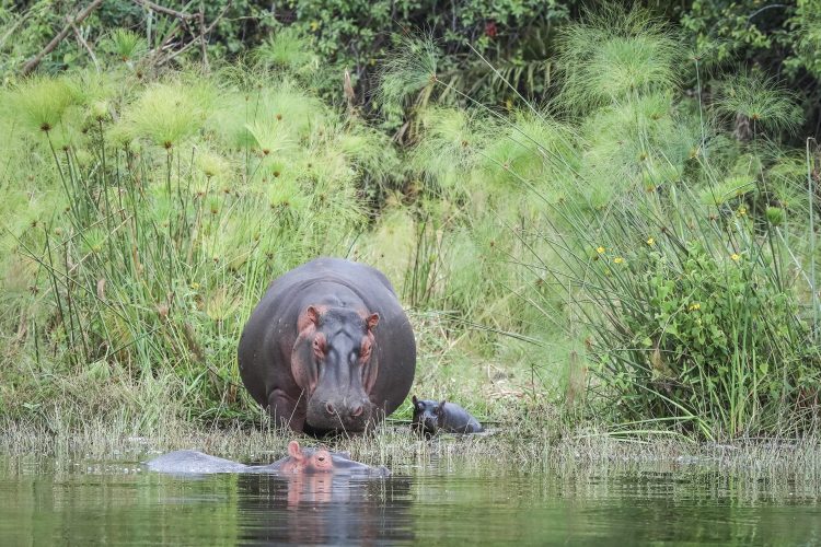 3 Days Akagera Wildlife Safari