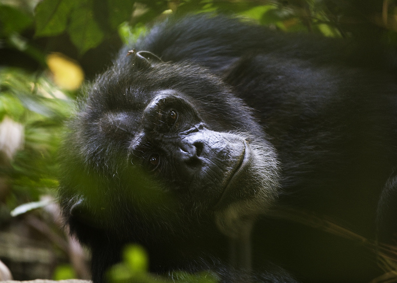 3 Days Chimp Tracking in Nyungwe Forest