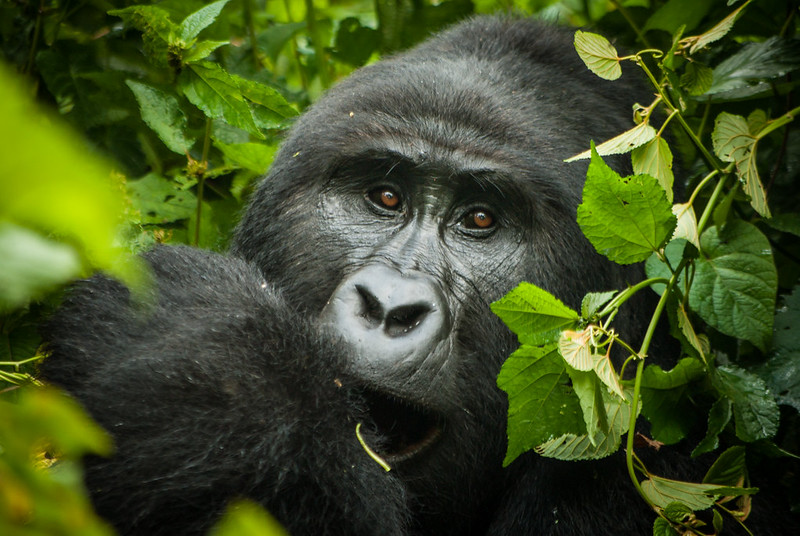 3 Days Gorilla Trekking Volcanoes NP