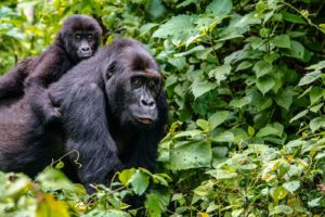 Activities to do in Rwanda Parks