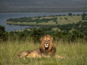 Akagera National Park