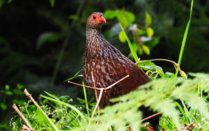 Bird Watching in Volcanoes National Park