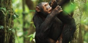 Chimpanzee tracking in Rwanda