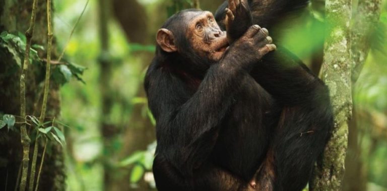 Chimpanzee Tracking In Rwanda Nyungwe Forest Chimp Tours 