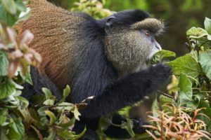 Golden Monkey tracking in Rwanda