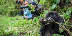 Gorilla Trek in Rwanda