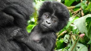 Gorilla Trekking in Rwanda