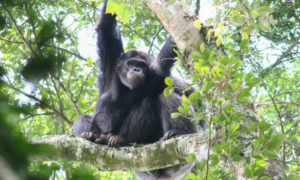 Nyungwe Forest National Park