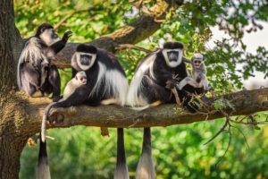 Colobus Monkey Tracking in Nyungwe