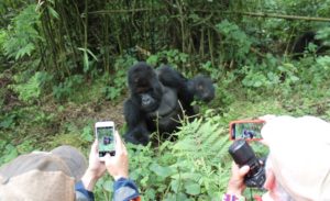 How to Buy Gorilla Permits in Rwanda