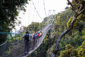 Canopy Walk in Nyungwe Forest National Park