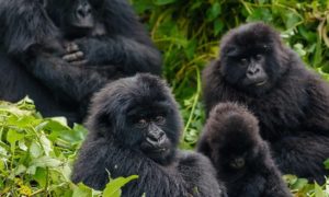 Gorilla Groups in Rwanda